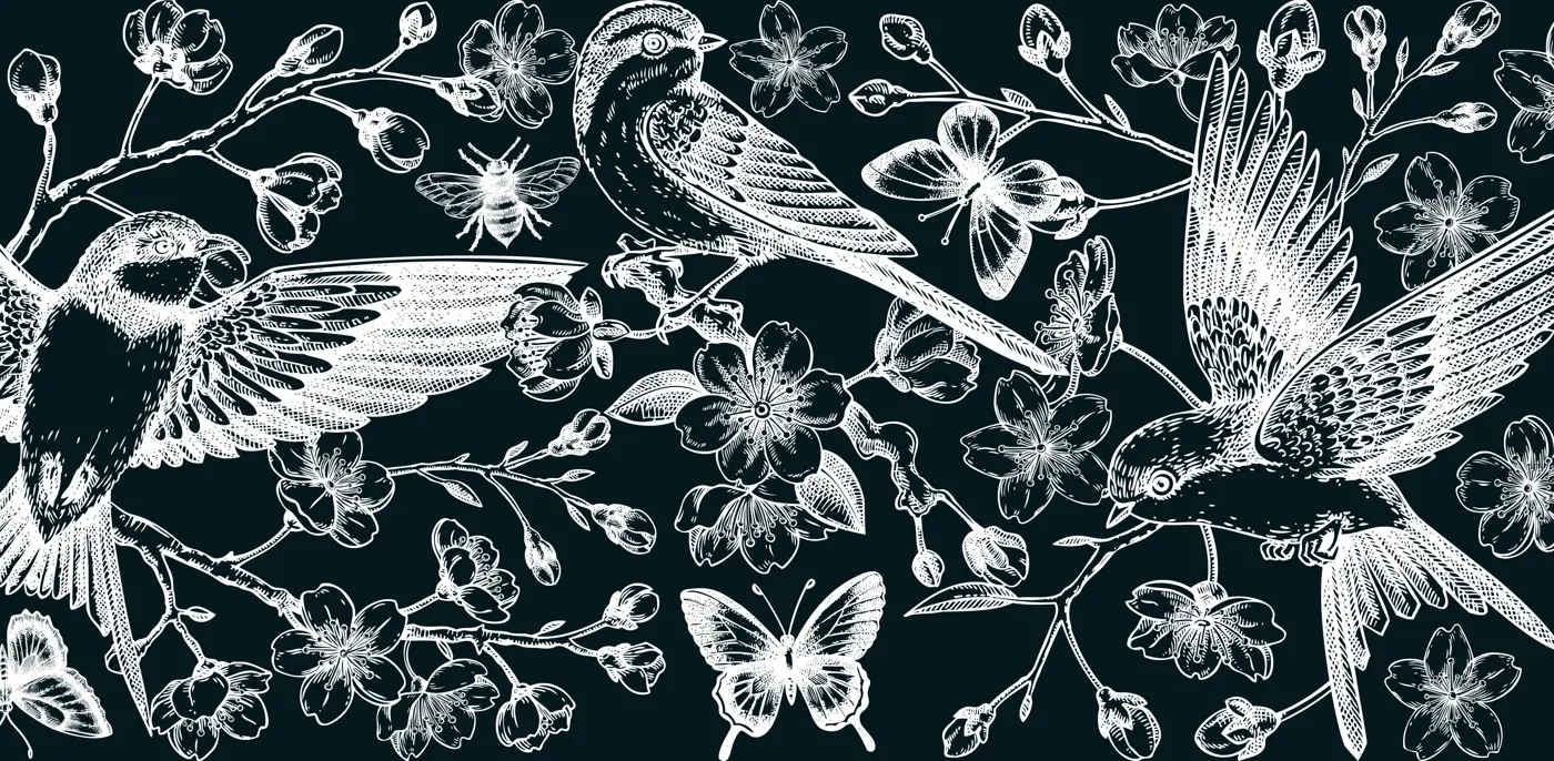 Hand drawn floral illustration for print. T-shirt design. Cherry blossom and flying bird chalk drawing. Vintage spring background. NOT AI generated Illustration